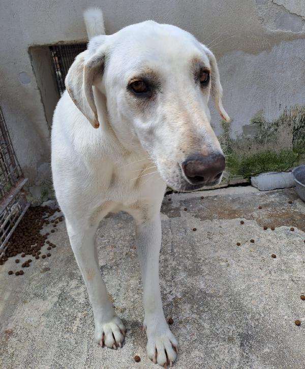 Minerva giovane cagnoletta sui 23 kg in cerca di casa Foto 5